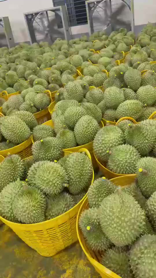 @mansaurienglan168