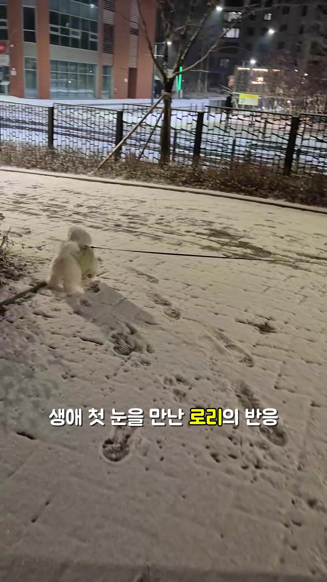 @꼬똥로리