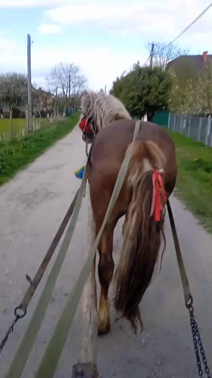 @коні в моді при любій погоді