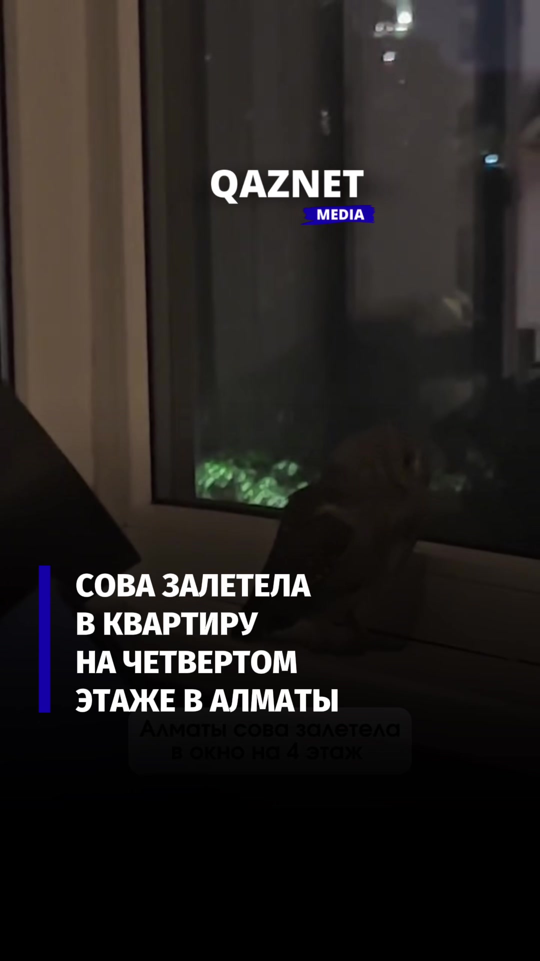 @qaznet.media