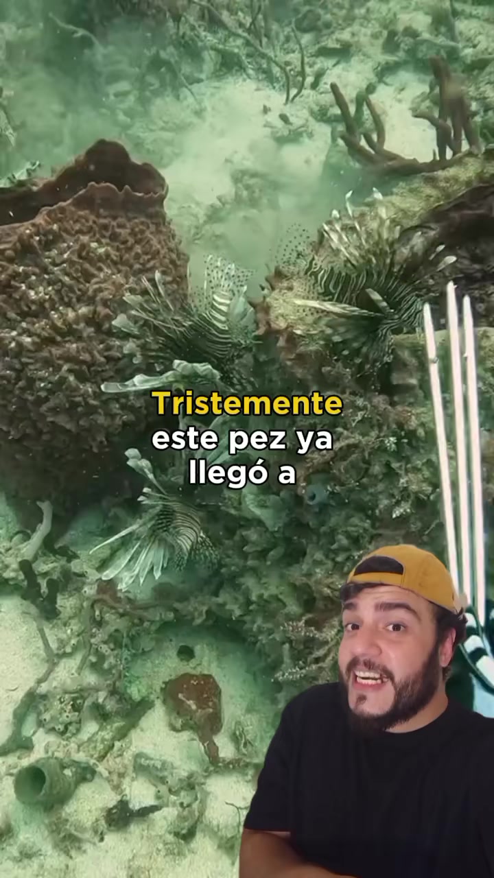 @Animaldex