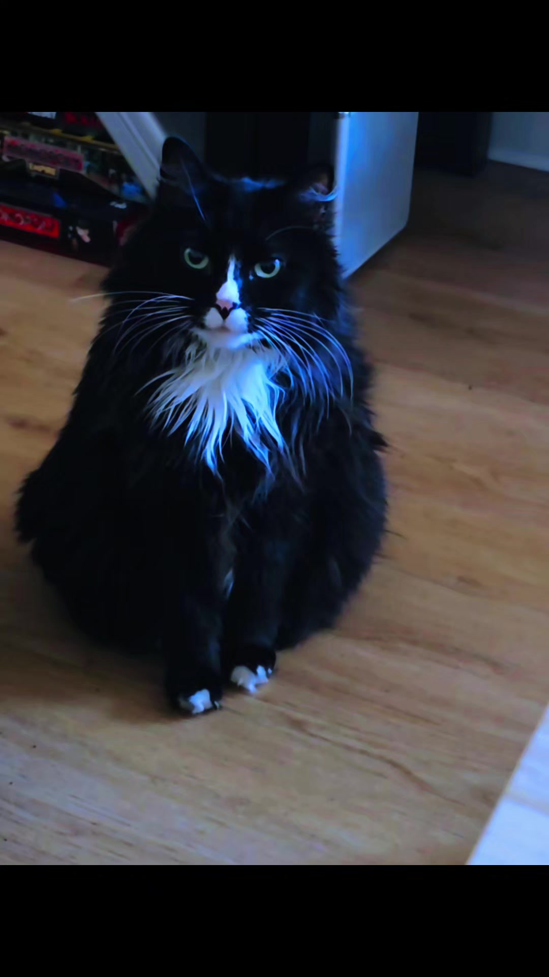 @AtticaTheTuxedoCat