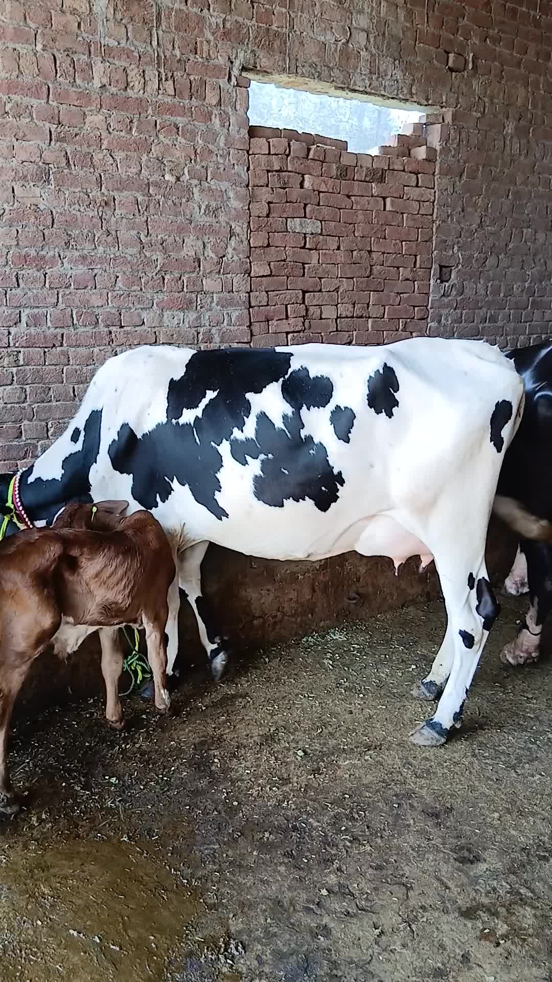 @Farming and Business Ideas