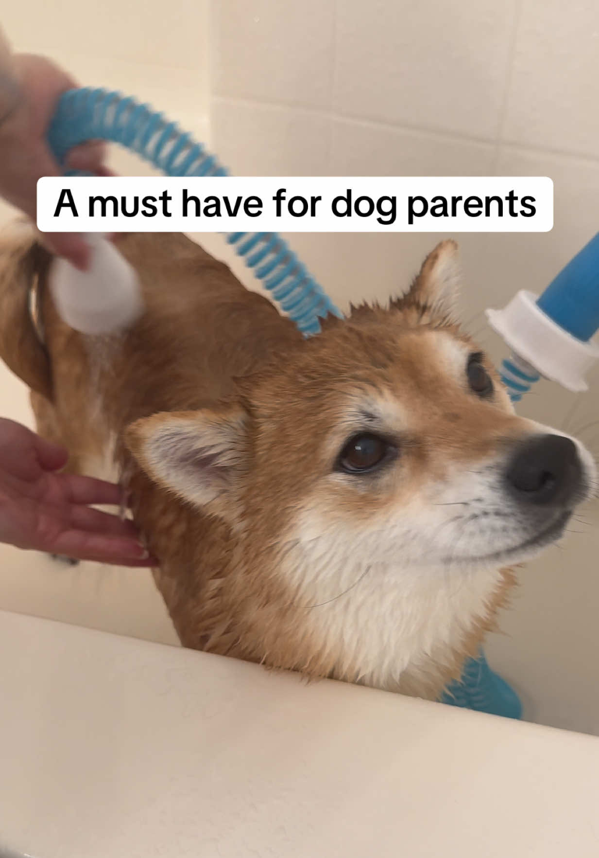 @Flock of Shibas 🐕🐕🐕