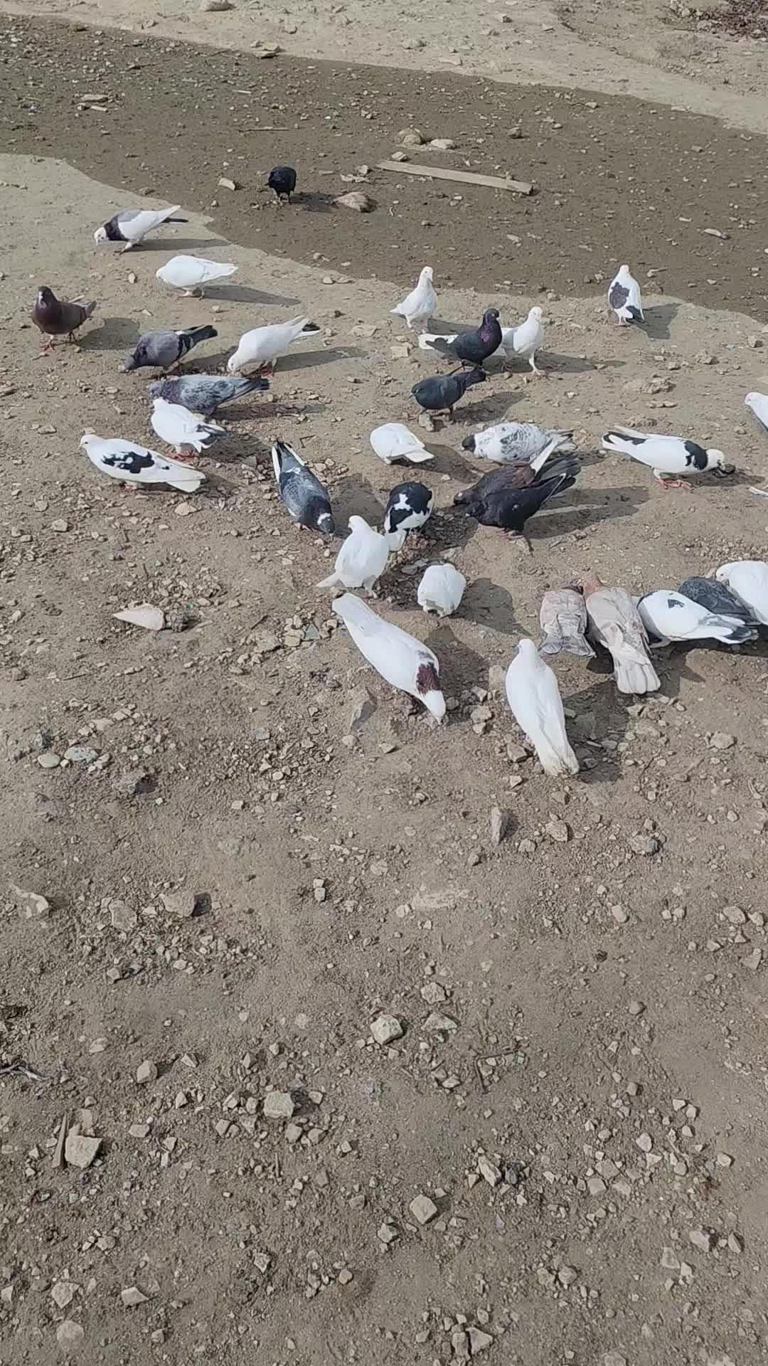 @𖤓𝐍𝐔𝐑𝐋𝐀𝐍𖤓&sup3;&sup3;