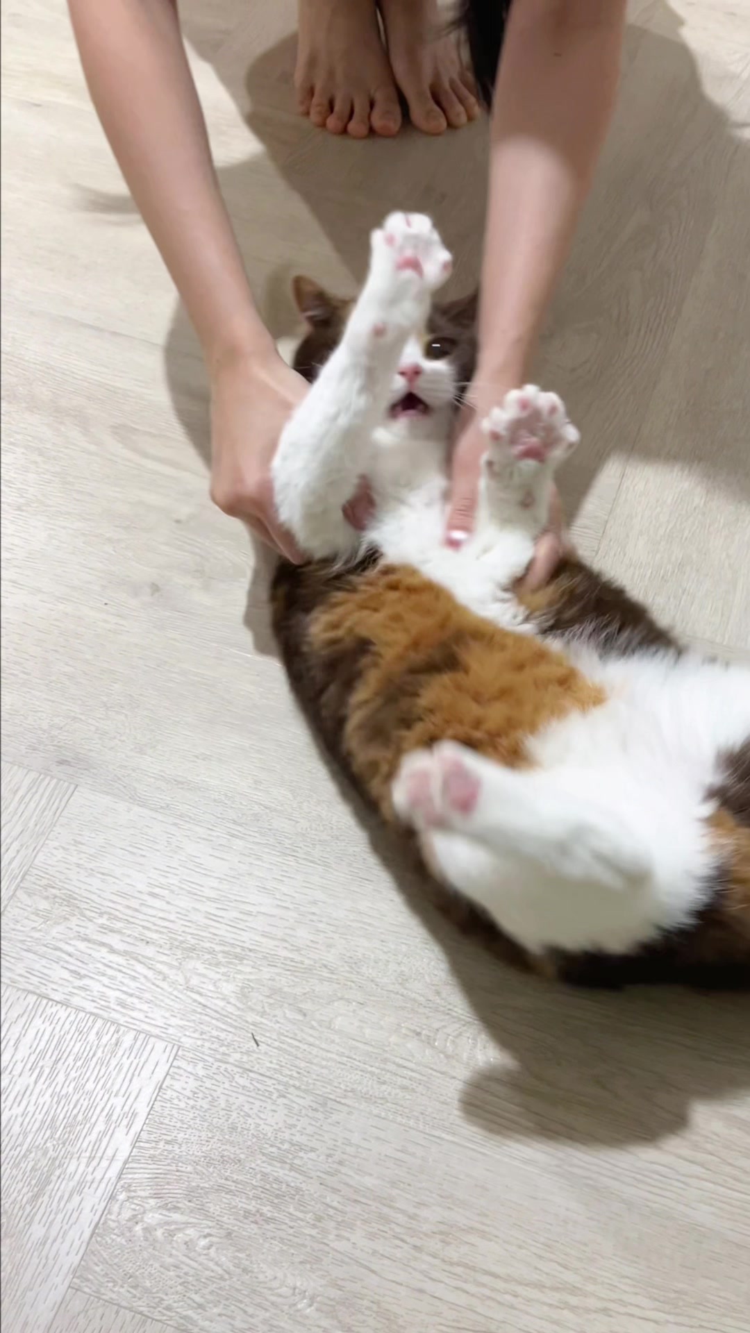@ชิเอลแมวมึน 😺