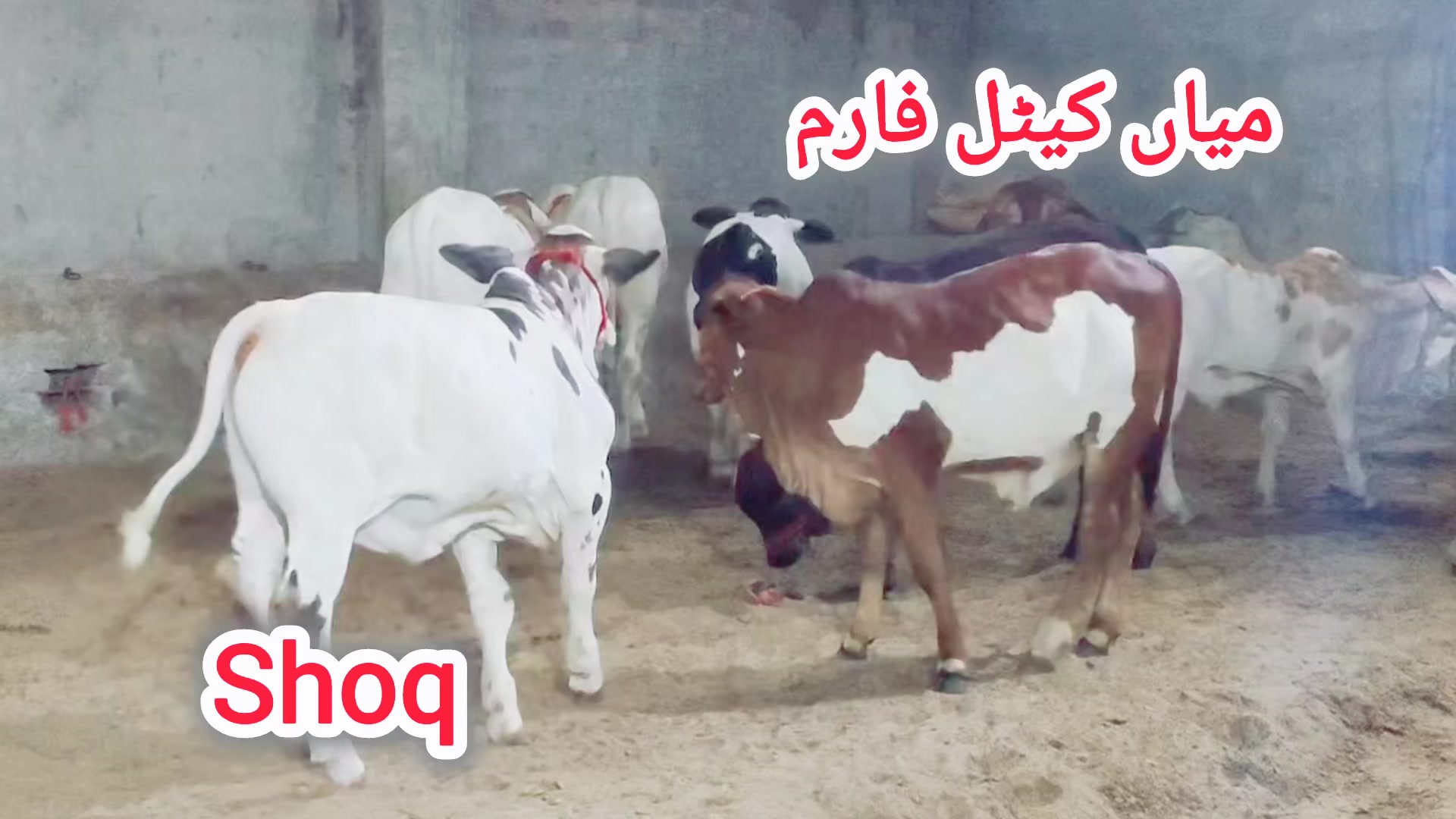 @shehzada