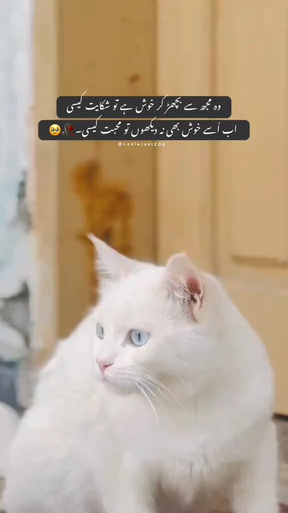 @༆𝓓𝓲𝓵𝓵 𝓭𝓪 𝓳𝓪𝓷𝓲 ✨