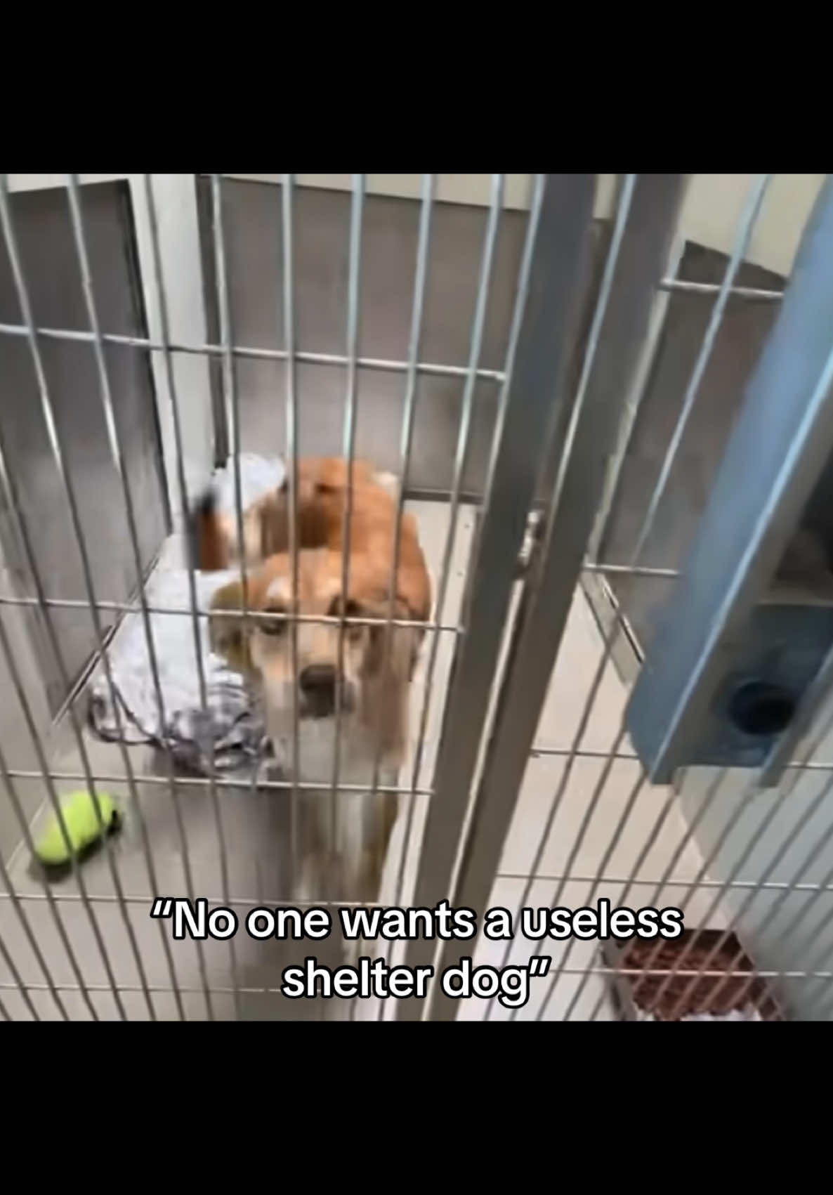 @animalrightsdaily