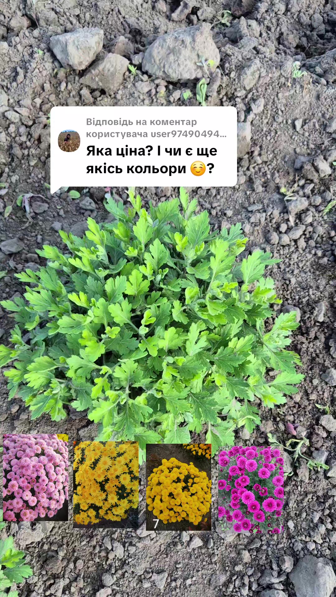 @Анна Амеліна