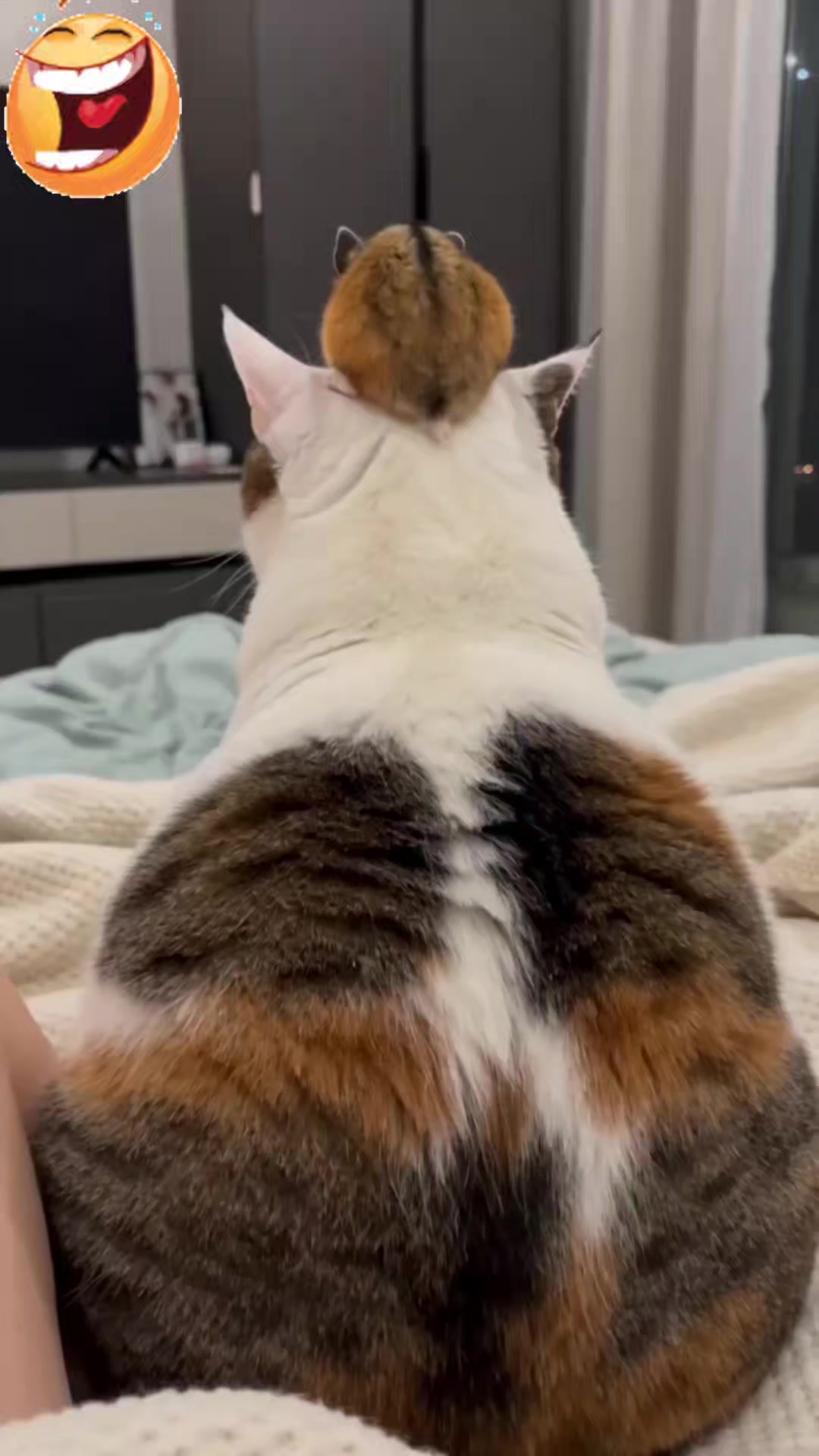 @Vova_Prime