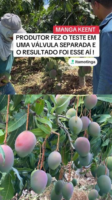 @flavio12inoveagro_oficial