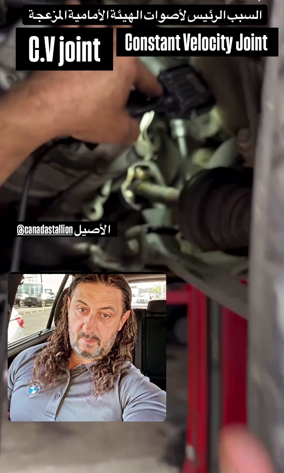 @Canadastallion 🇨🇦 الأصيل