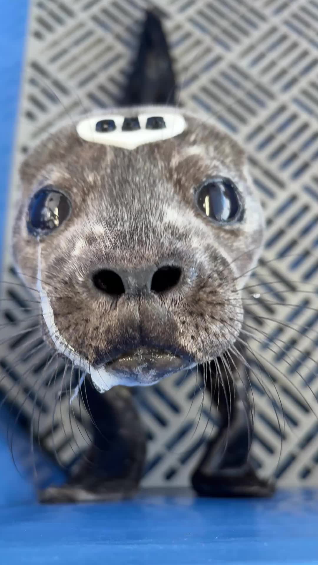@Marine Mammal Rescue Society