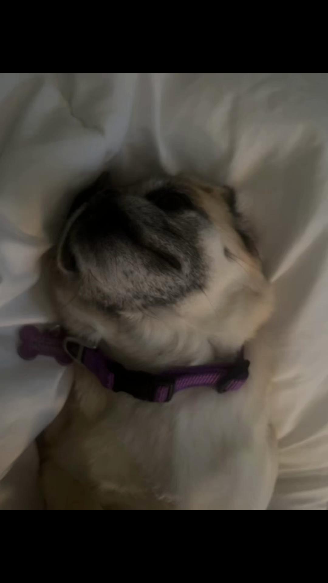 @Life with my 3 beautiful Pugs