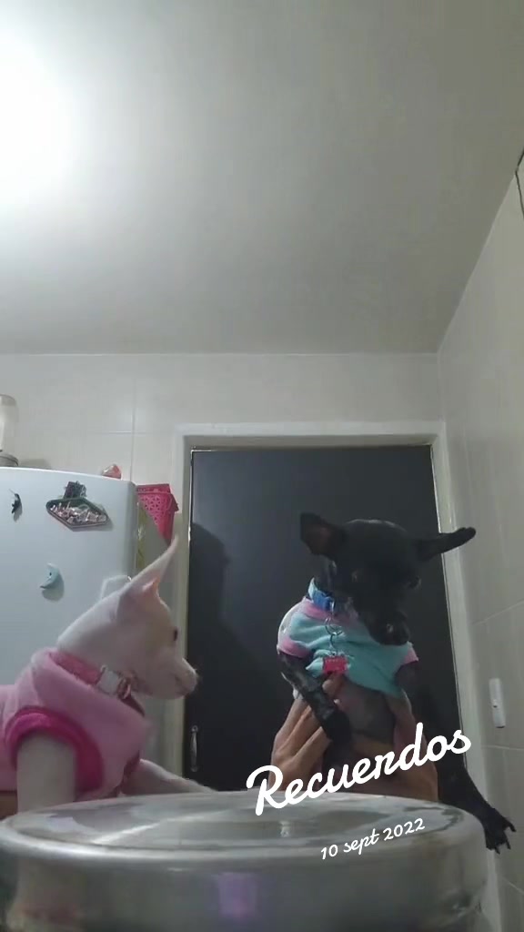 @ChannelyLuna🐕🐩