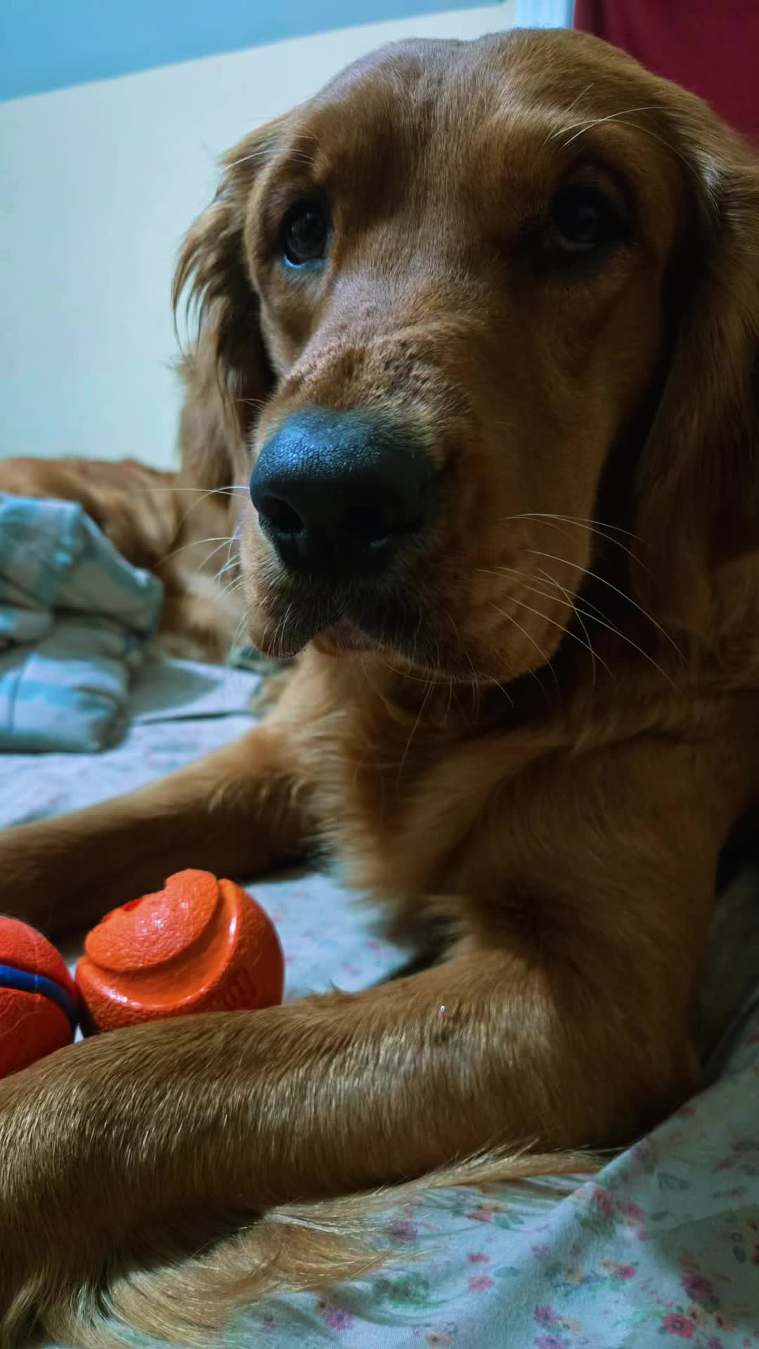 @Los golden Retriever