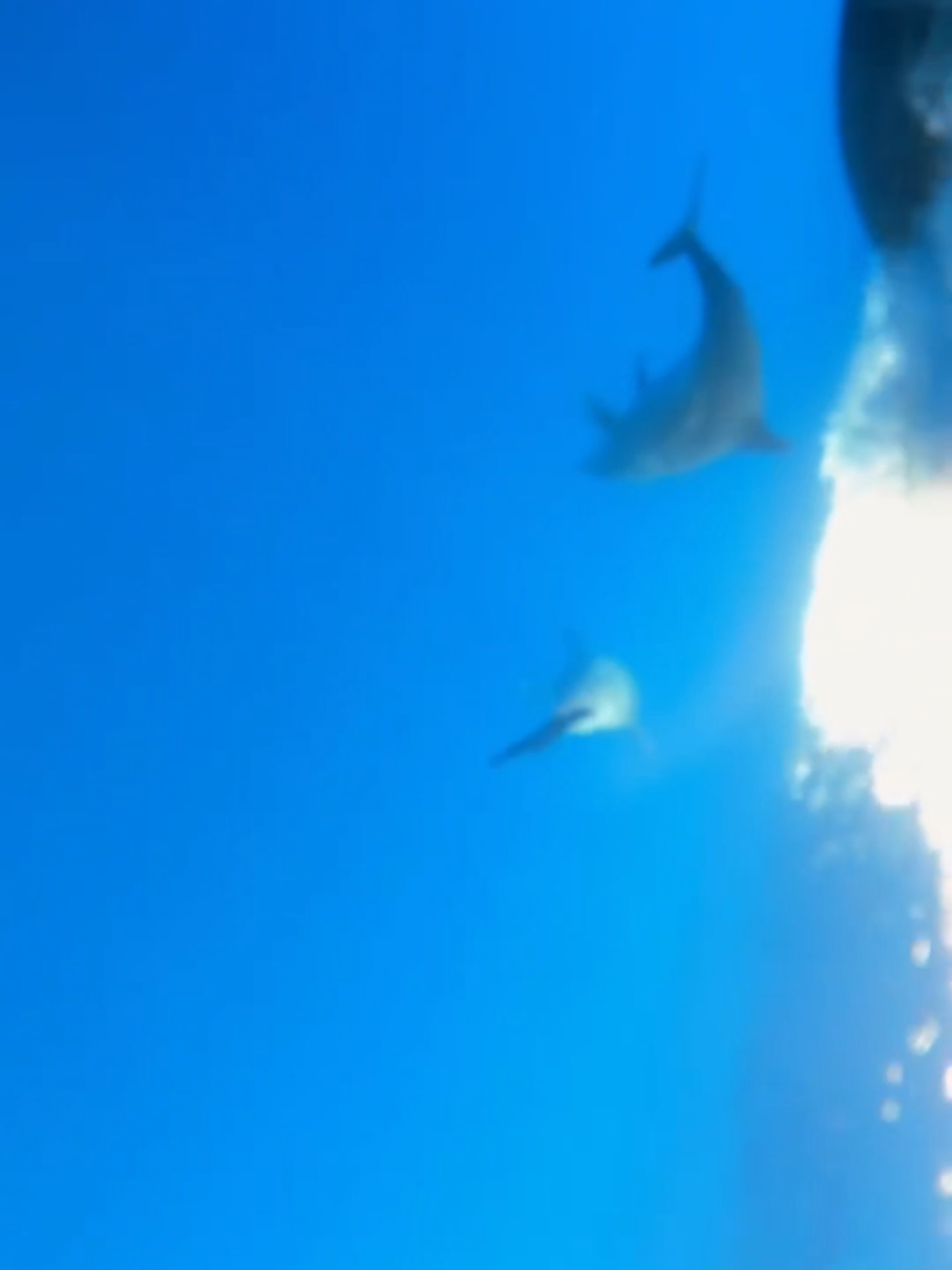 @Adventure Whale Watching