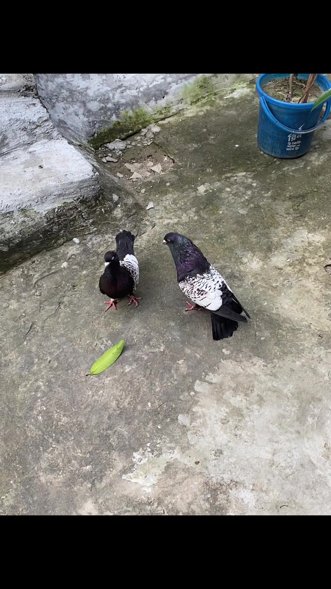 @Rayhan's Pets
