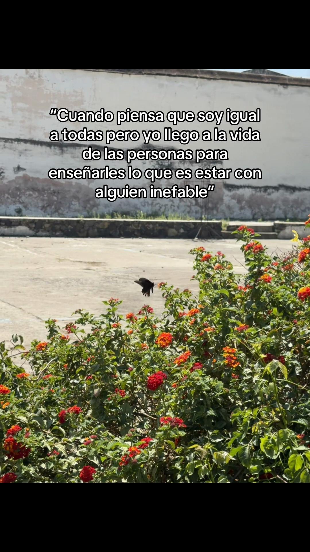 @🌷Diiana Angeles🌷