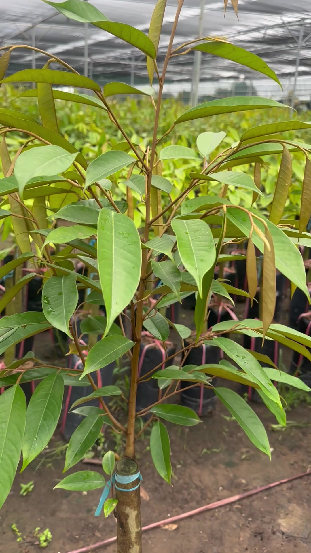 @Hùng Chương STCG Welofarm