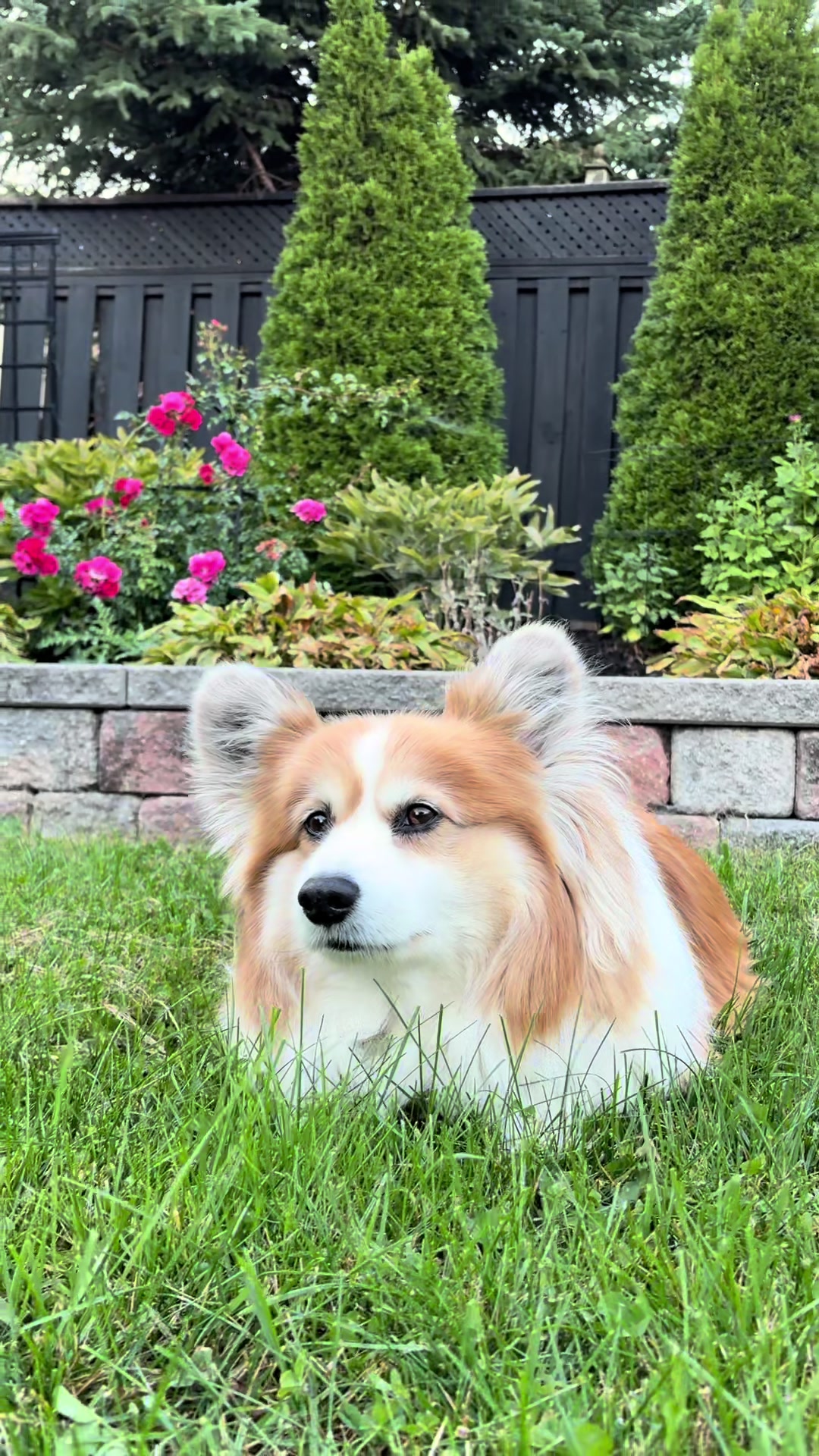 @hudsonthefluffycorgi