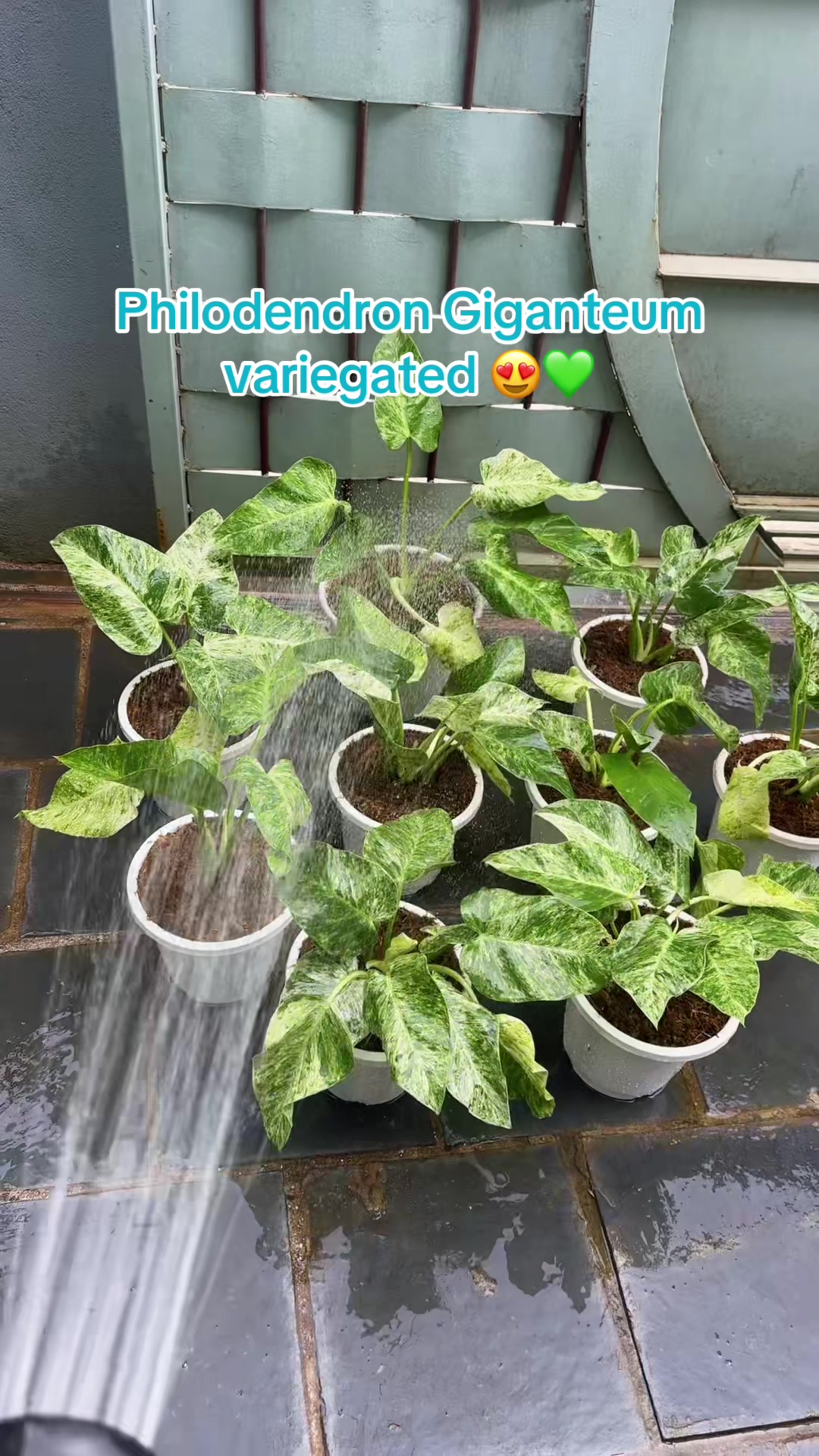 @Plantlife50