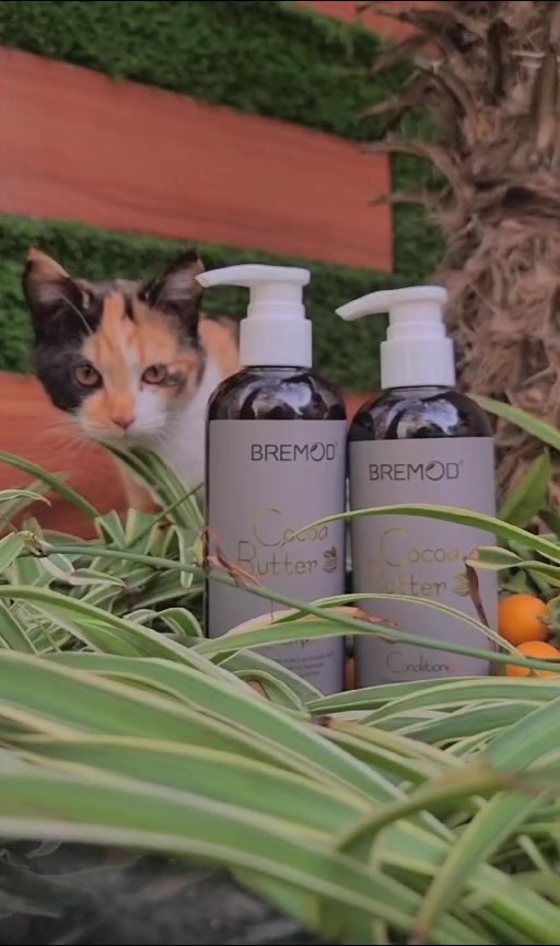 @Bremodhairexpert