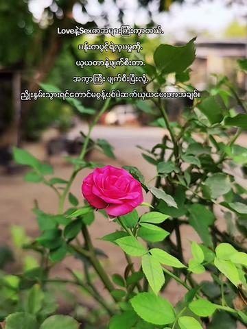 @၈/အညာသားလက်ဇီ