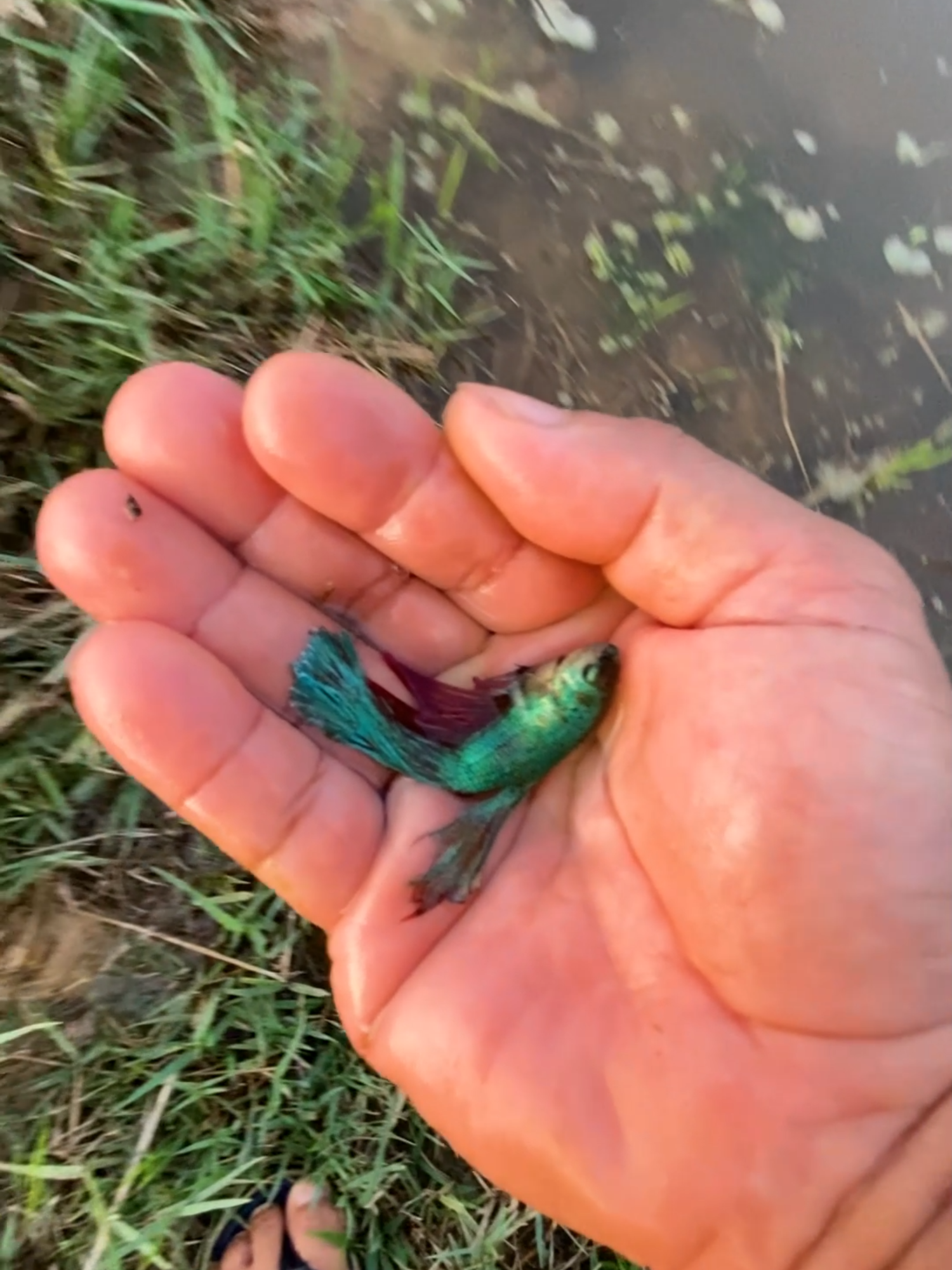 @Little Betta Fish