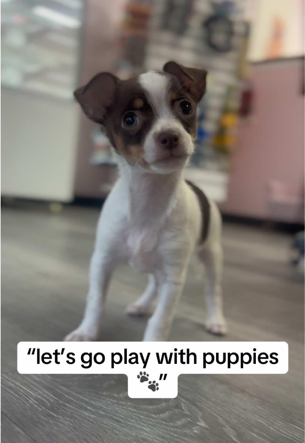 @Furry Babies