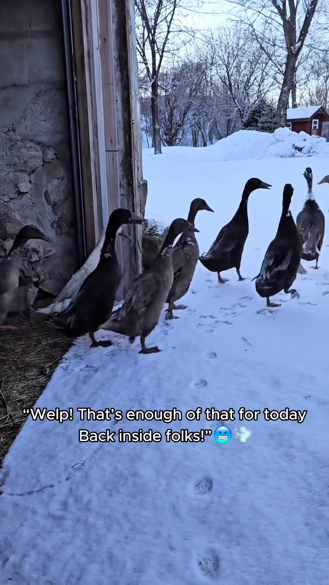 @petsoftiktok