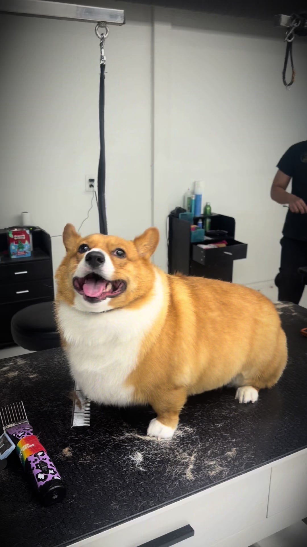 @lovewithtails