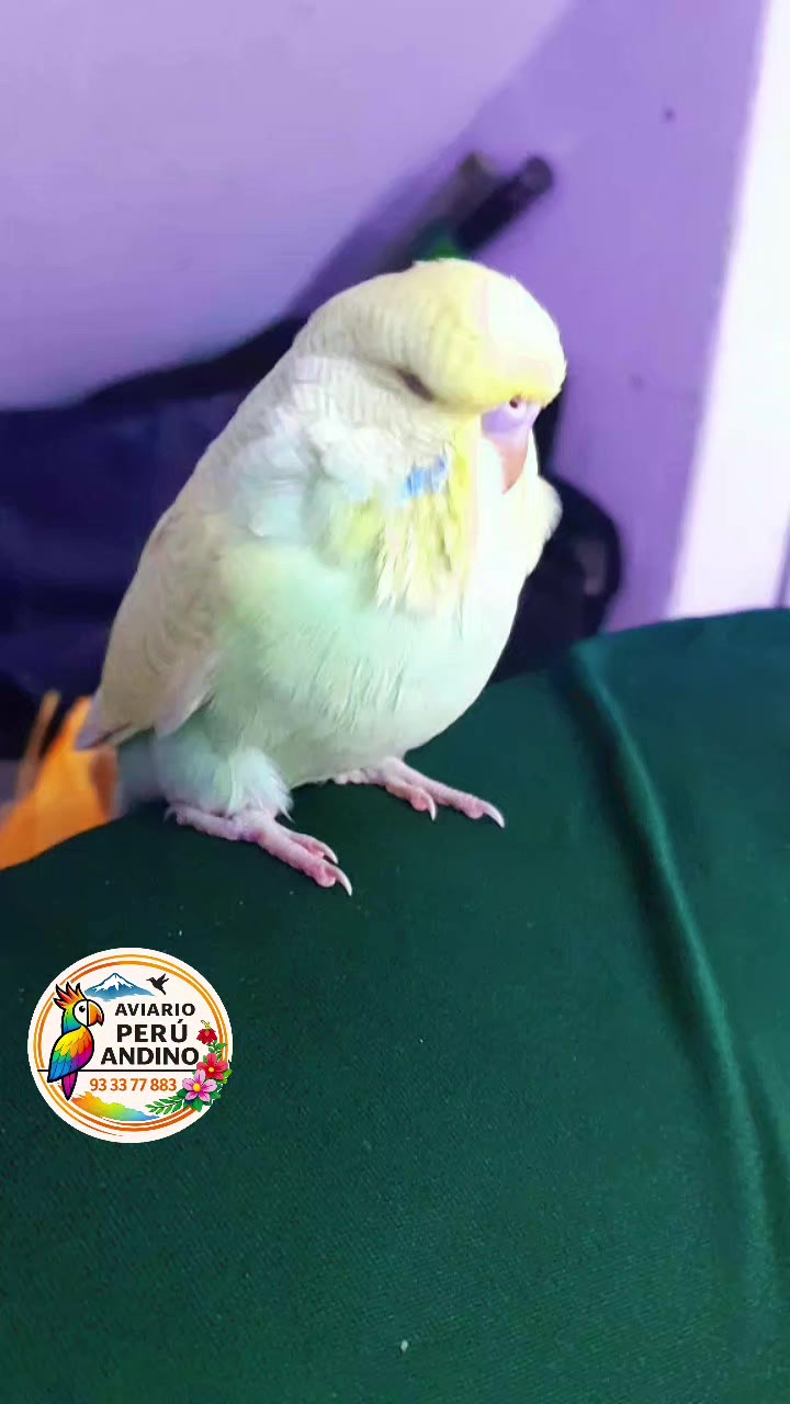 @rhiana tu charapita🏳️🌈