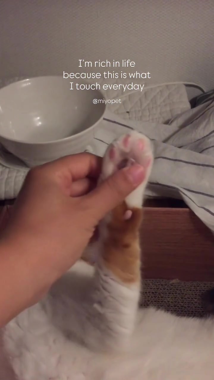 @Miyopet