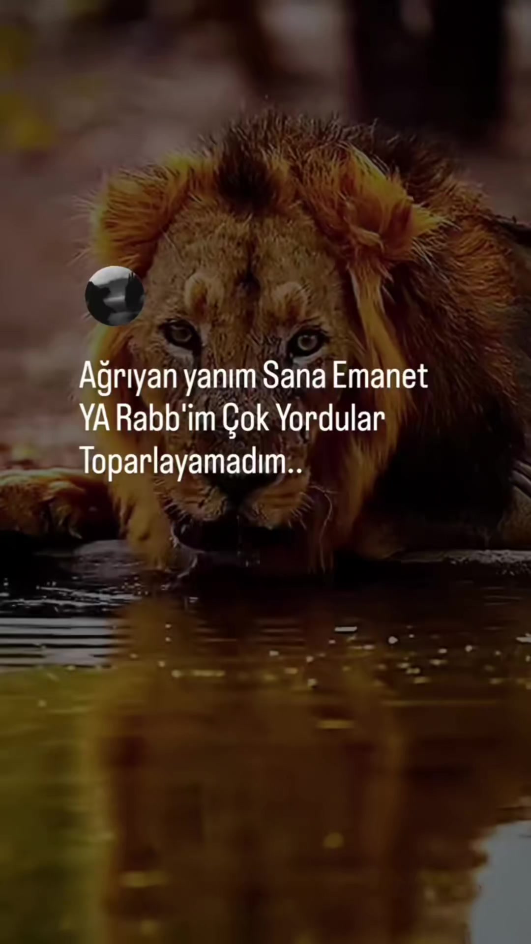 @gizemlibiri245
