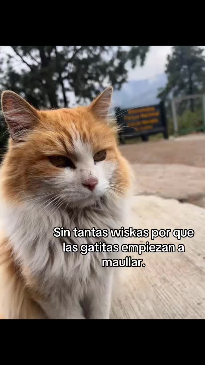 @Oso1819