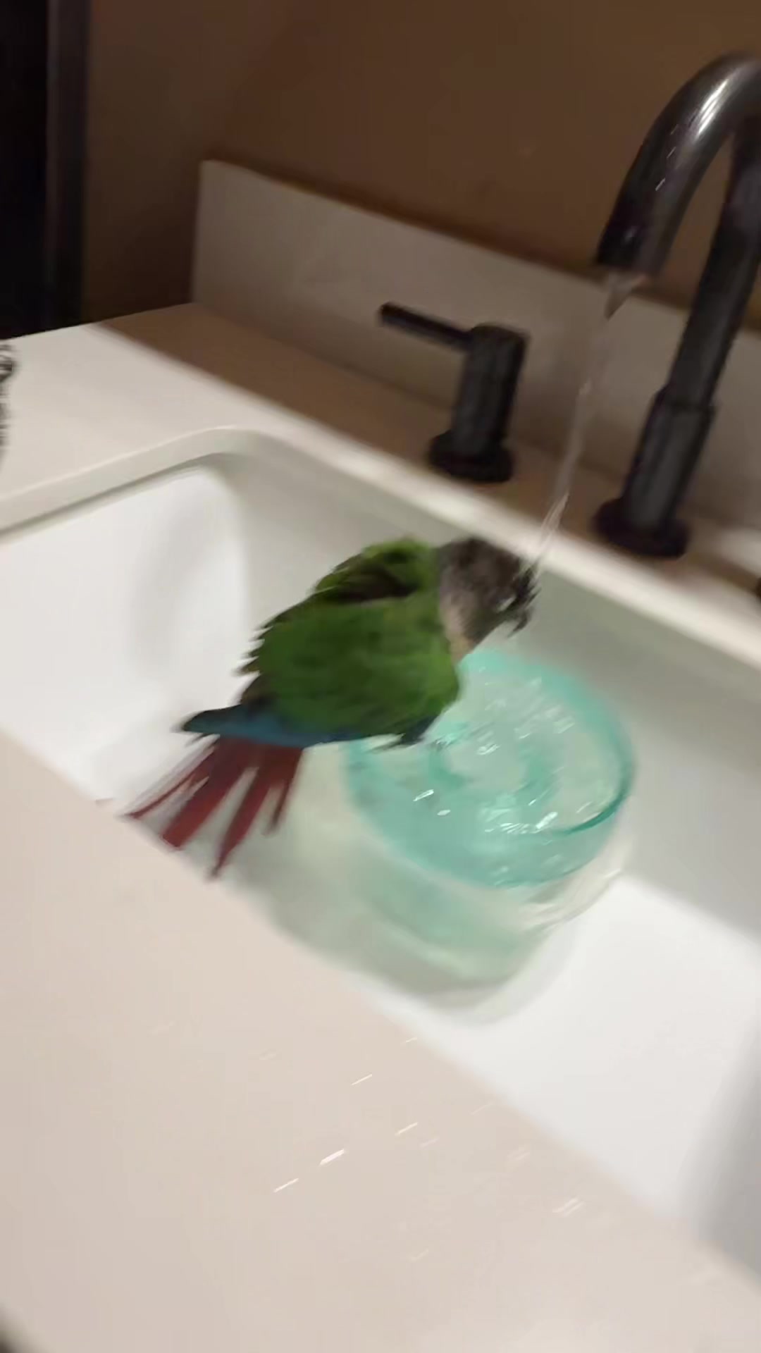 @birdgirl411
