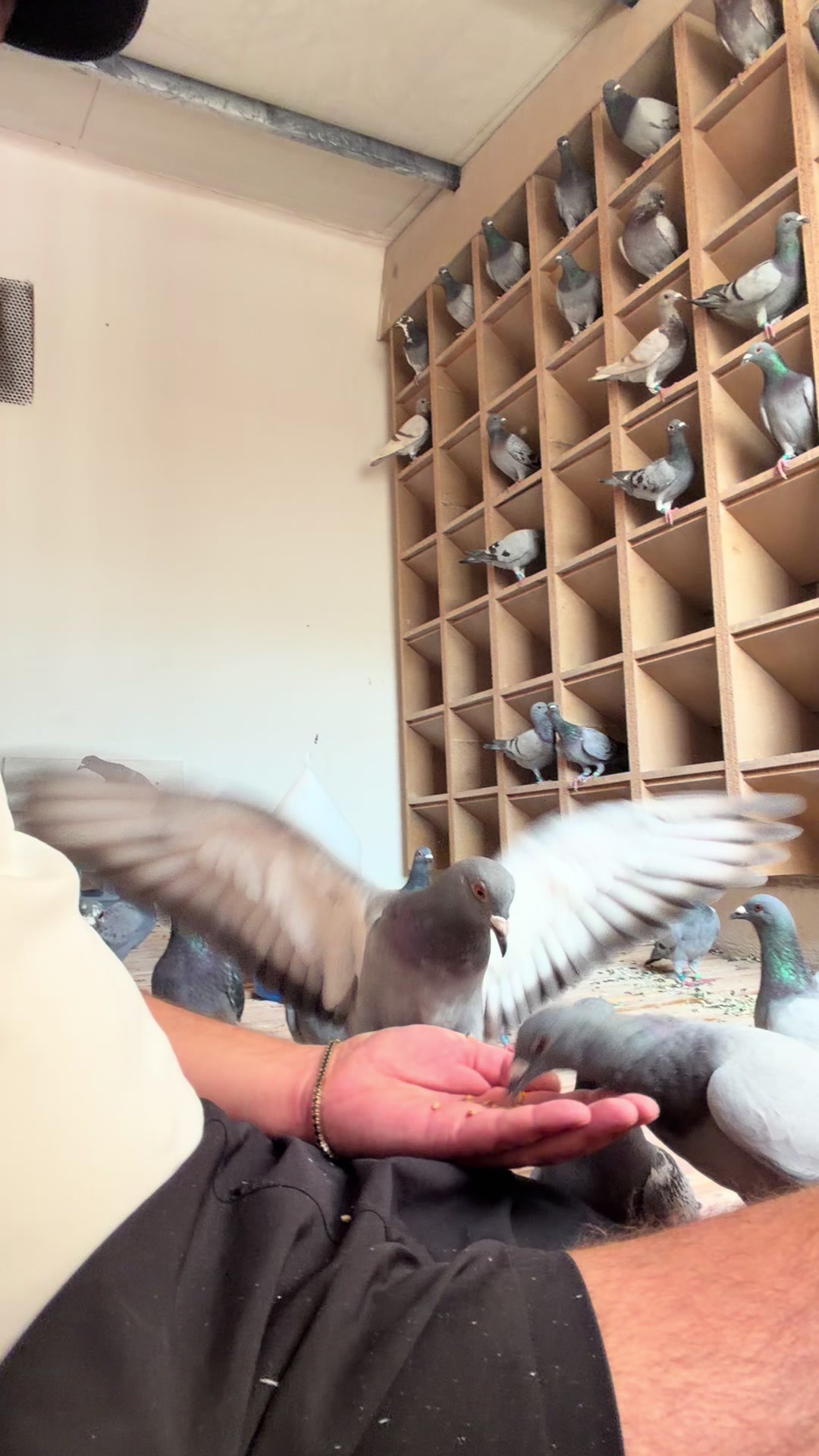 @Unic Pigeons ๐๏ธ๐๏ธ