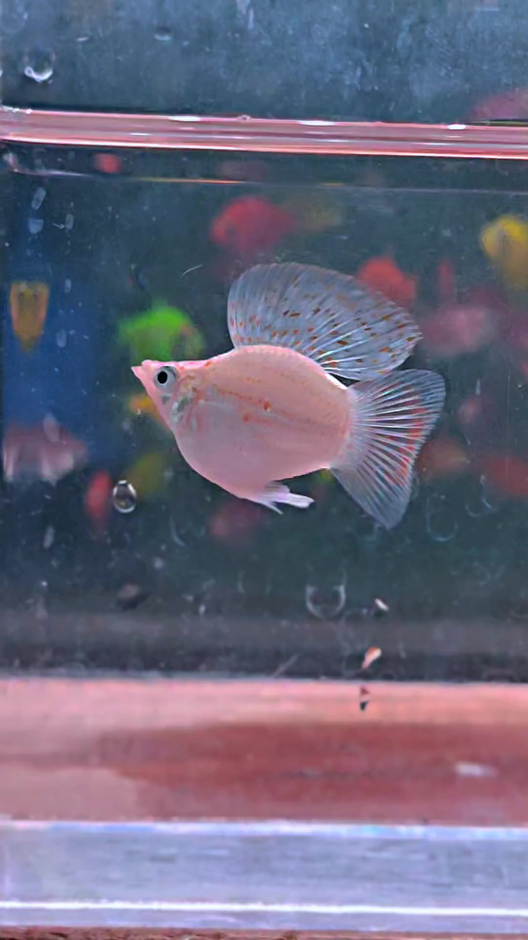 @Ramon Fish Banyuwangi