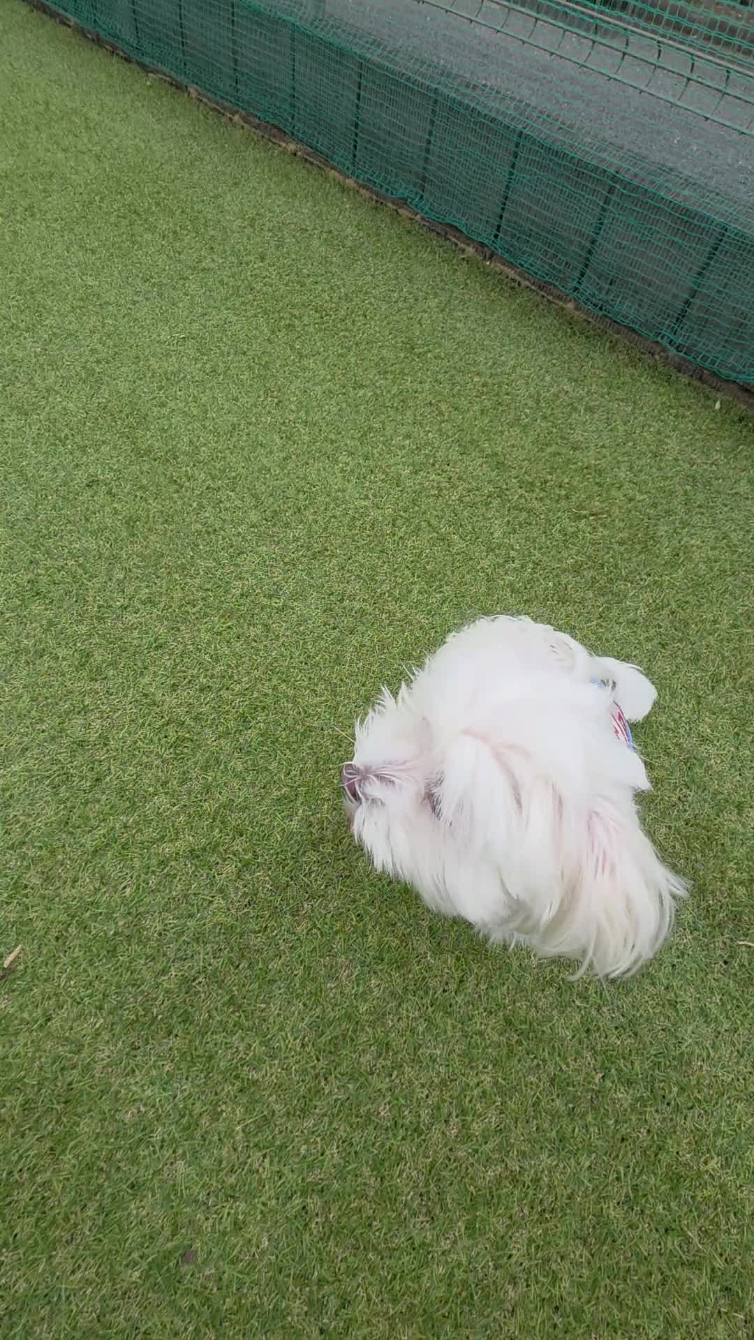 @🐾やまちょ🐾