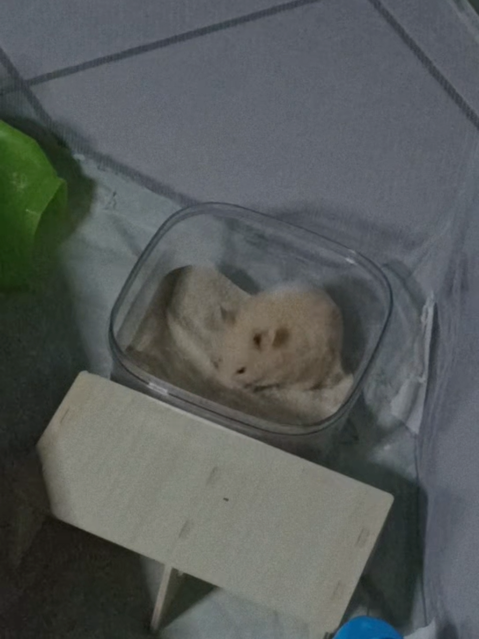 @Diariodeunhamster❤️🐹