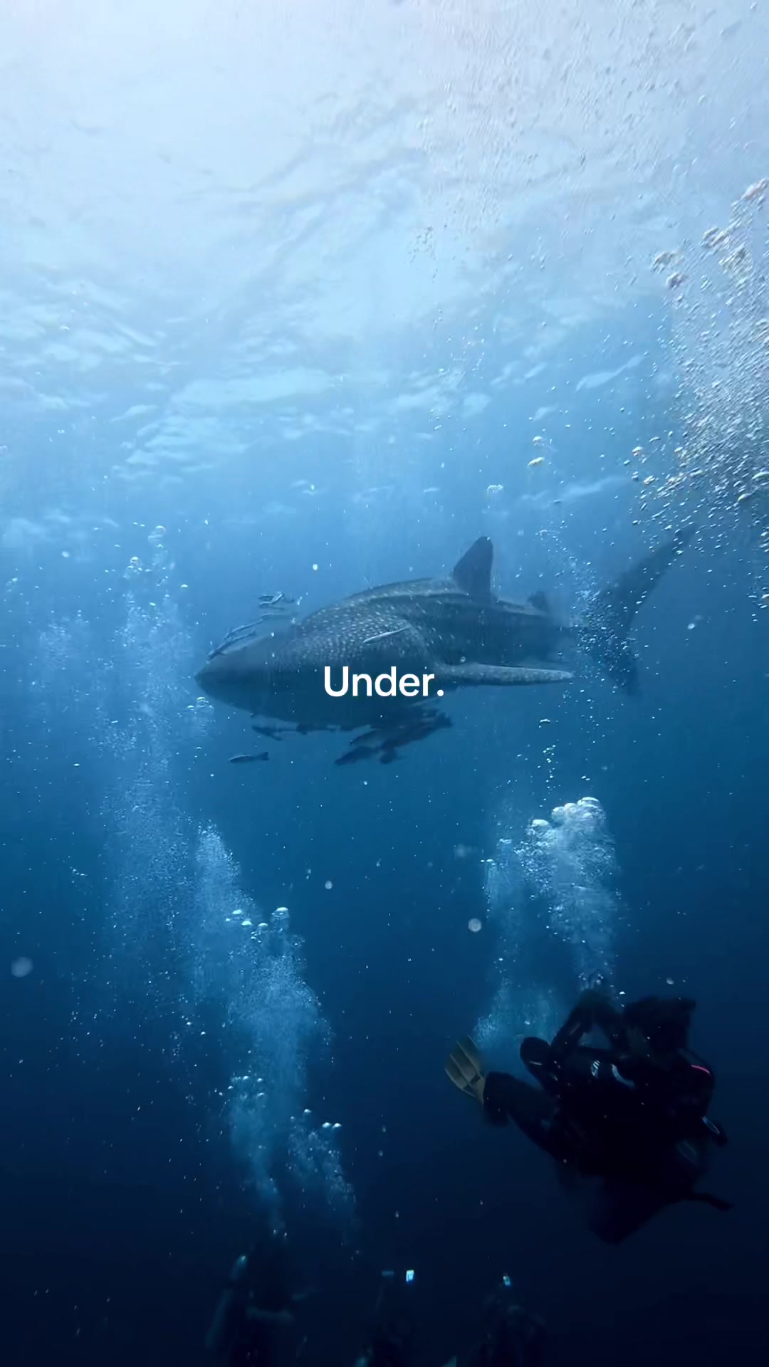 @fishandkits