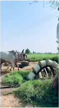 @Punjab Singh ਮਾਝੇ ਵਾਲੇ