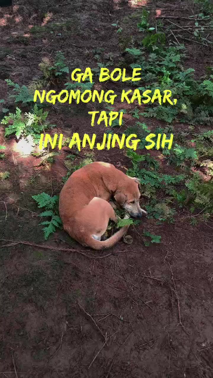 @Bang Kamal