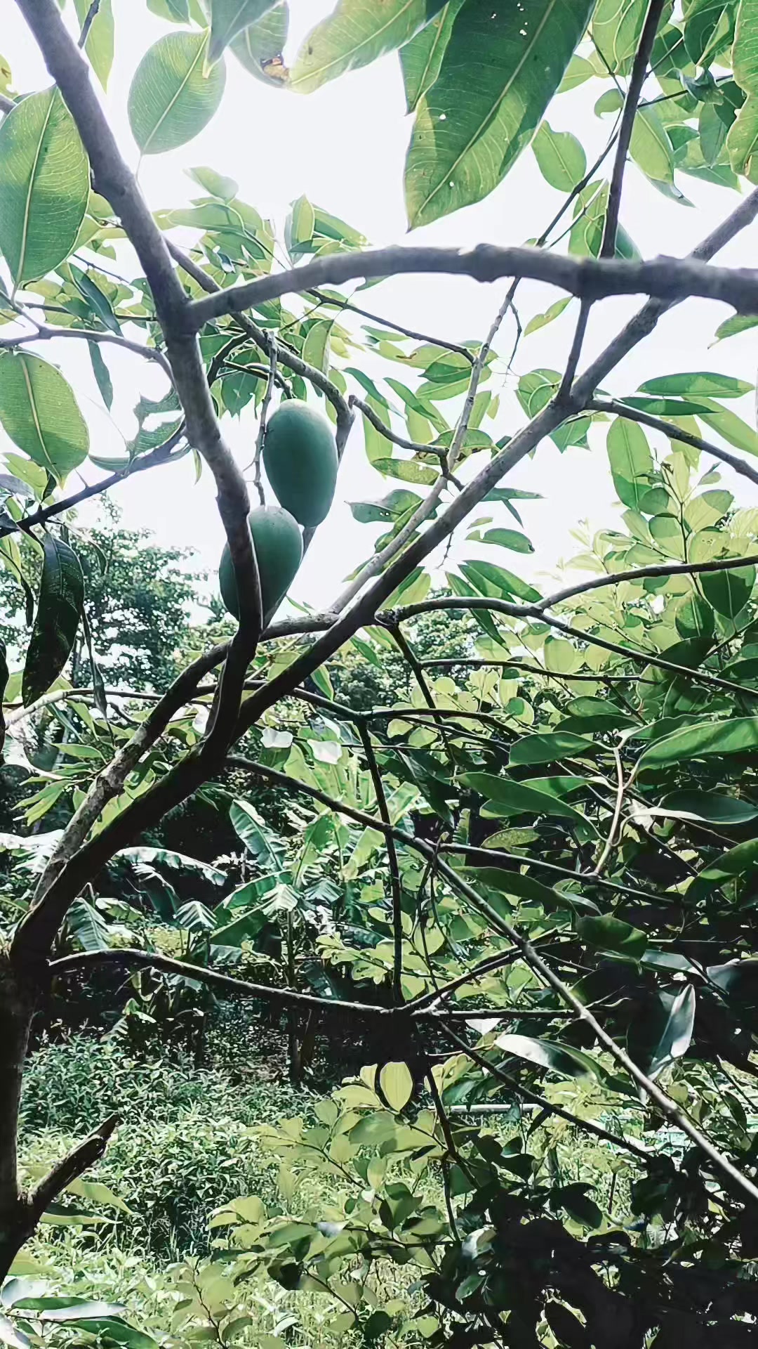 @ভদ্র ছেলে মাহাদি