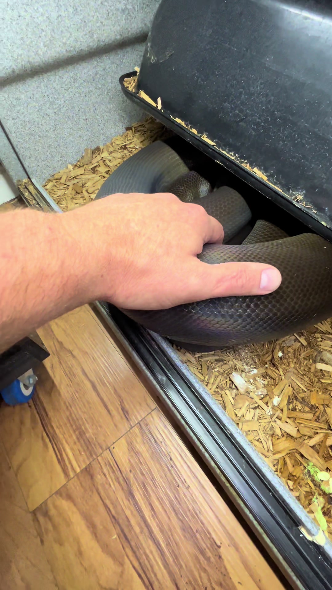 @rileys_reptiles