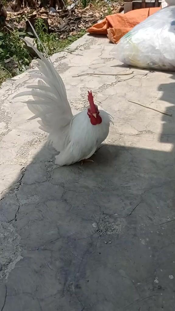 @royal birds