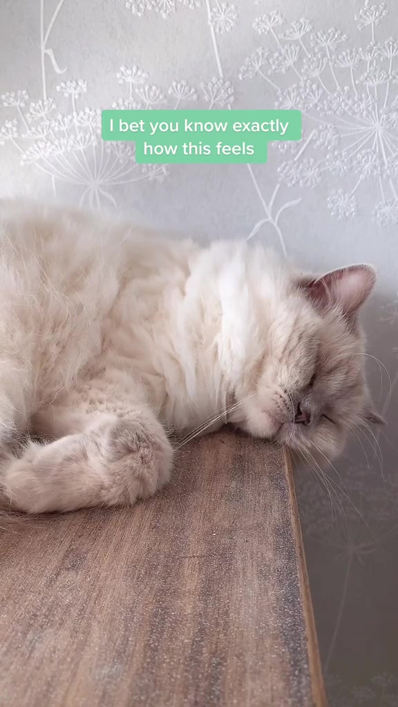 @Dutchkittycat