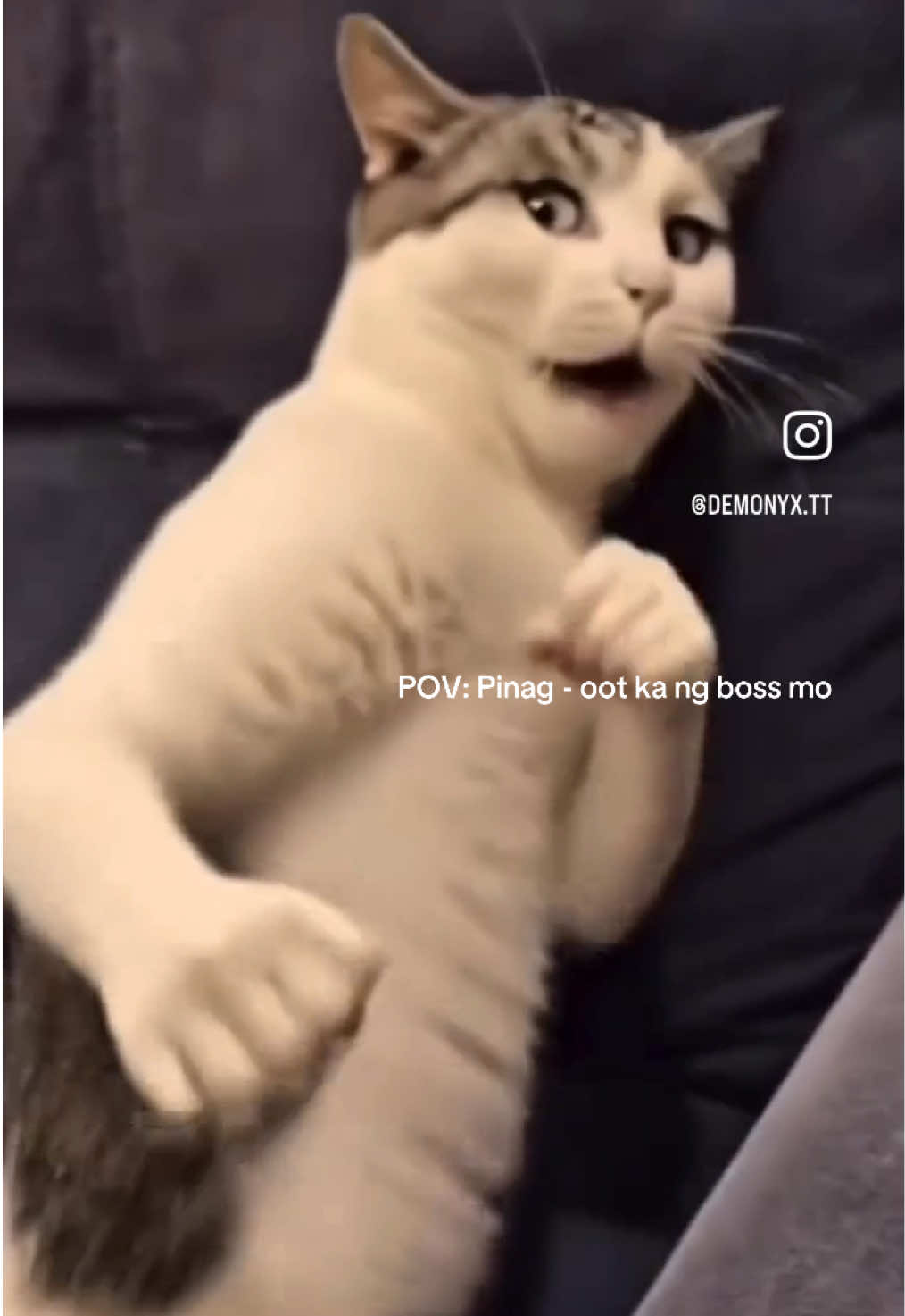@pineapple_